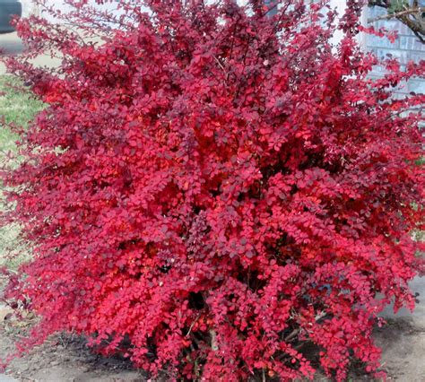 red burberry plant|which barberry shrubs are evergreen.